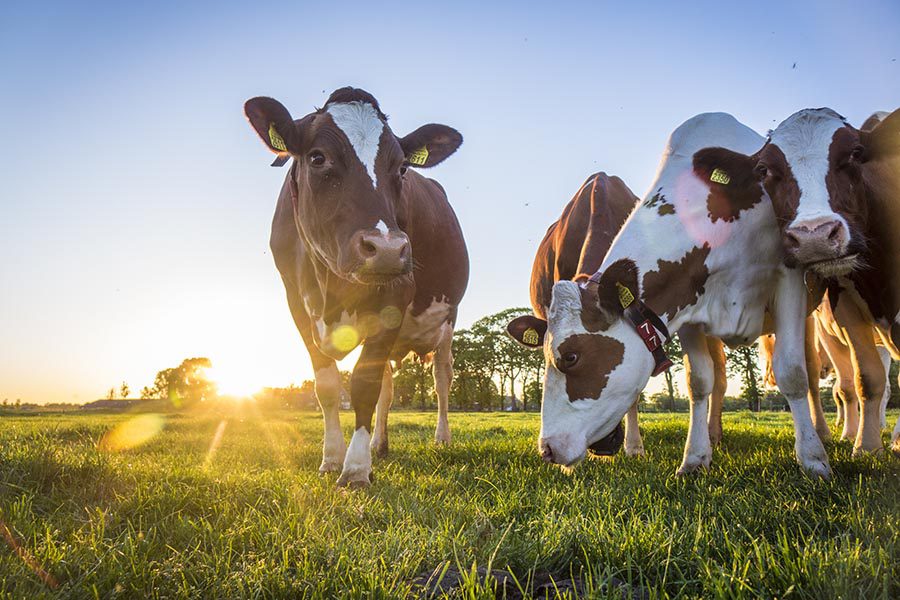 Specialized Business Insurance - Dairy Cows in a Field on a Farm at Dusk